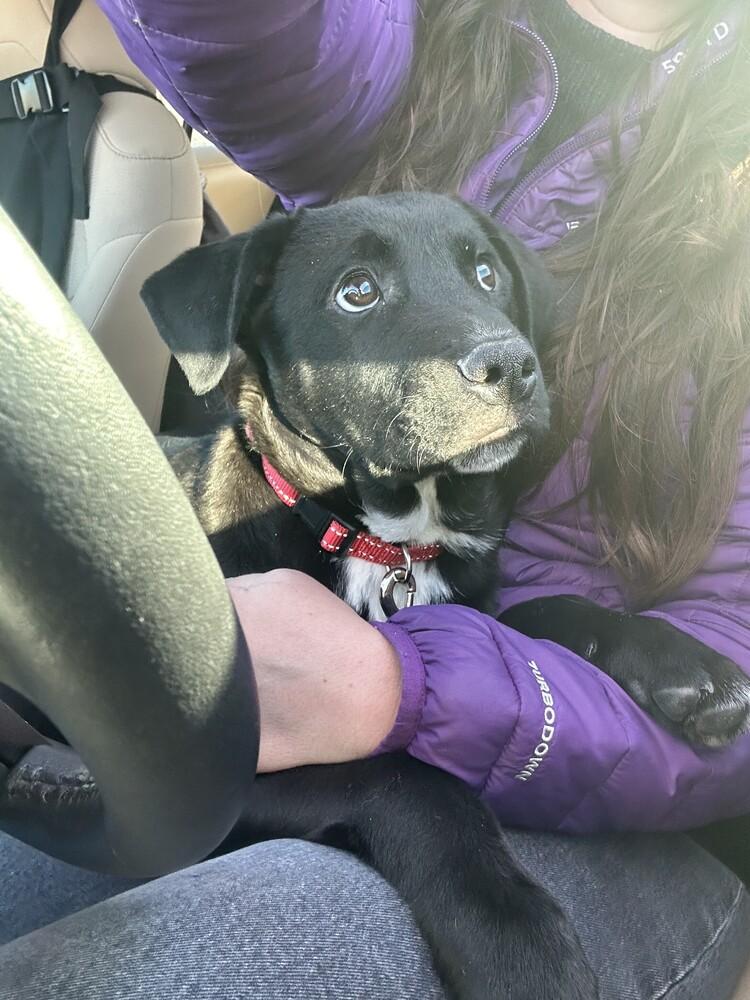 Enlarge Yammy, a Adoptable mixed breed in Denver, CO image 3/6