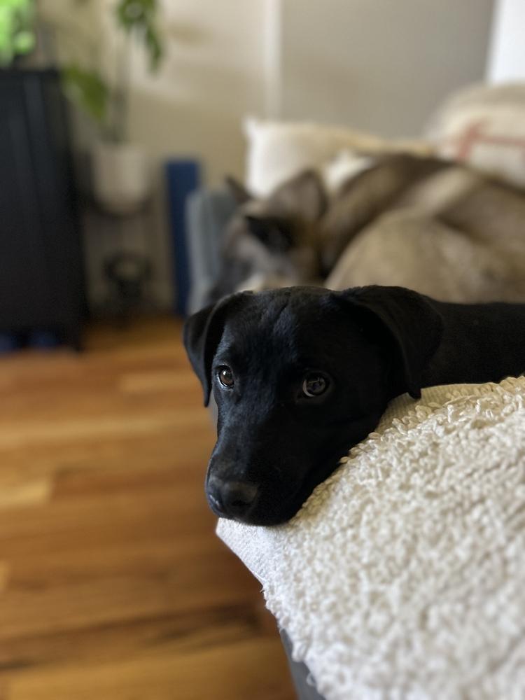 Enlarge Yammy, a Adoptable mixed breed in Denver, CO image 6/6