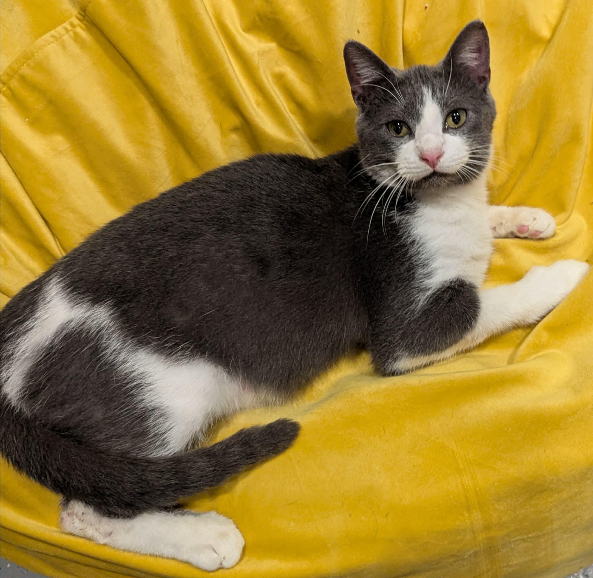 Bolt, Adopted, Young Male Domestic Short Hair.