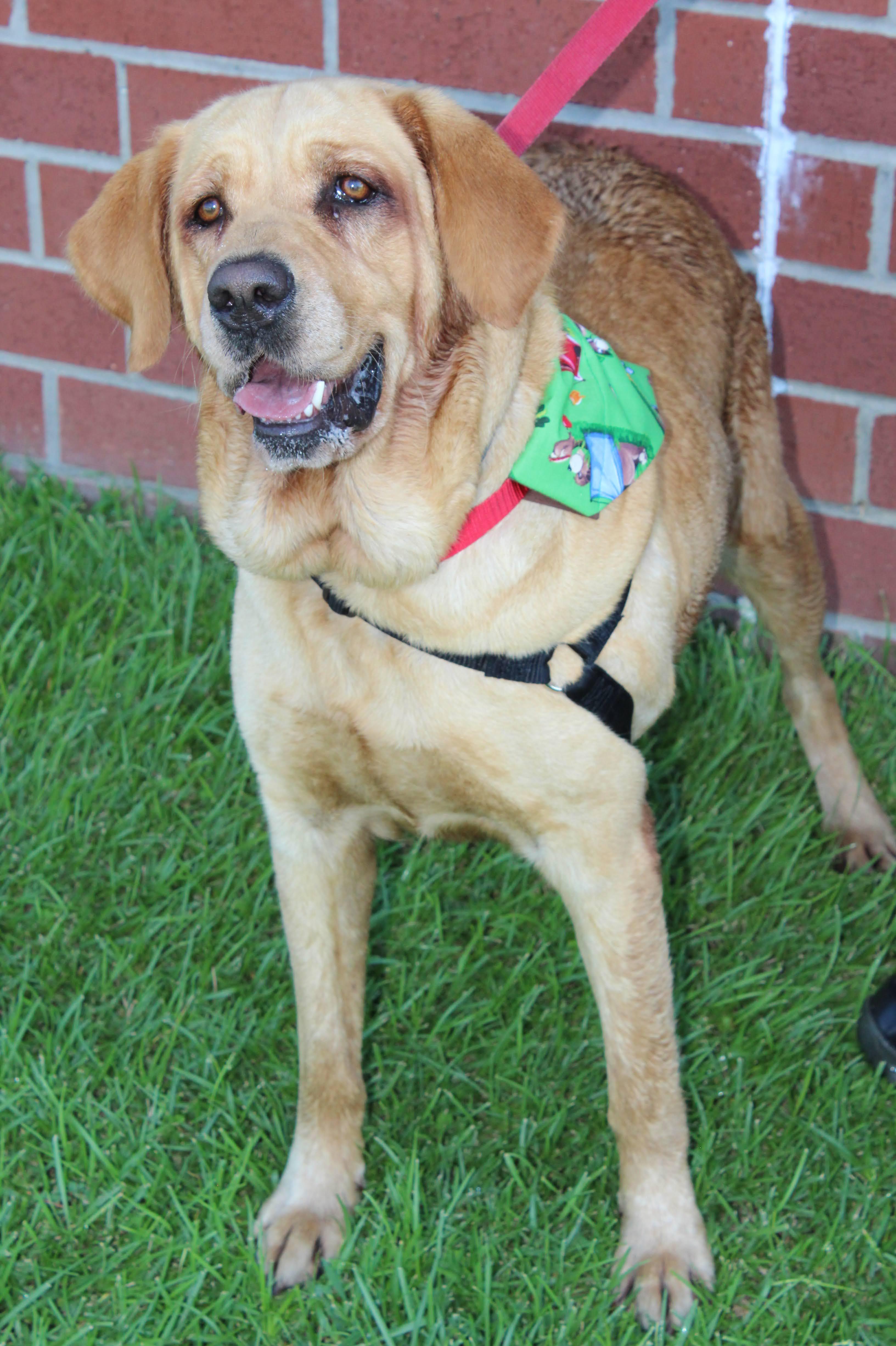 Ember, ADOPTABLE, Adult Female Yellow Labrador Retriever.