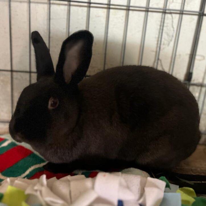 Itty, Bitty, Mocha (Foster 1), Adoptable, Young Male American.