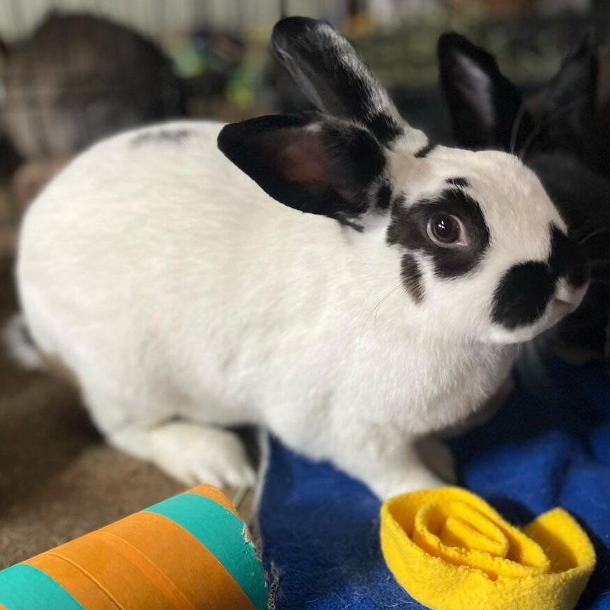 Enlarge Itty, Bitty, Mocha (Foster 1), a Adoptable American in LAS VEGAS, NV image 2/3