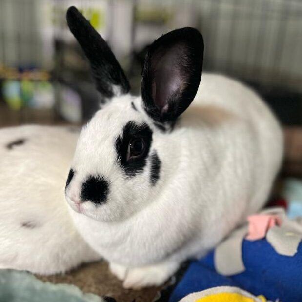 Enlarge Itty, Bitty, Mocha (Foster 1), a Adoptable American in LAS VEGAS, NV image 3/3