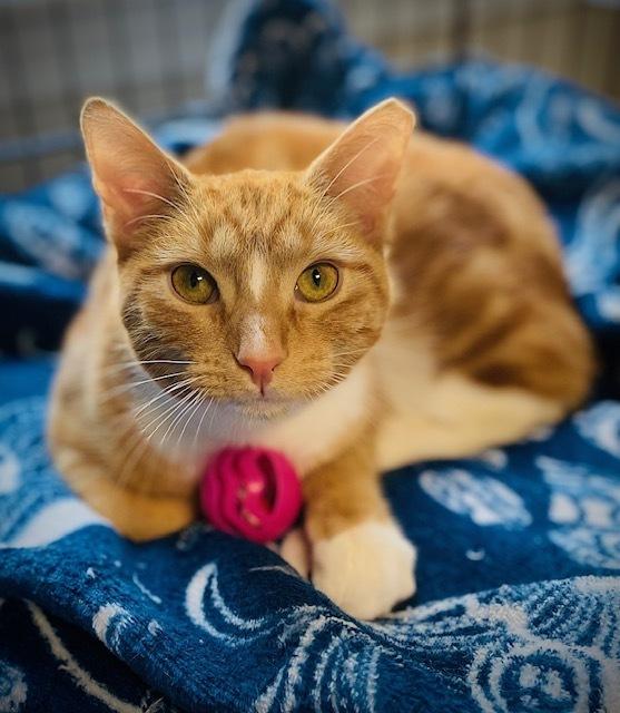 Carmine, Adoptable, Kitten Male Domestic Short Hair.