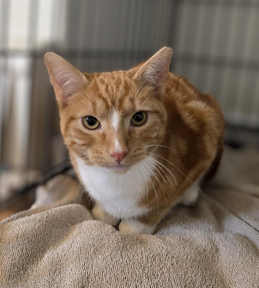 Carmine, Adoptable, Kitten Male Domestic Short Hair.