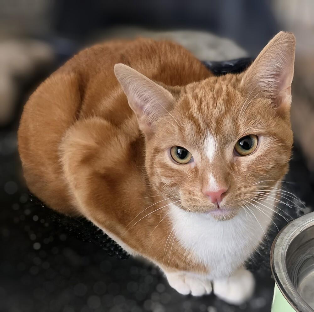 Enlarge Carmine, a Adoptable Domestic Short Hair in Duxbury, MA image 2/2