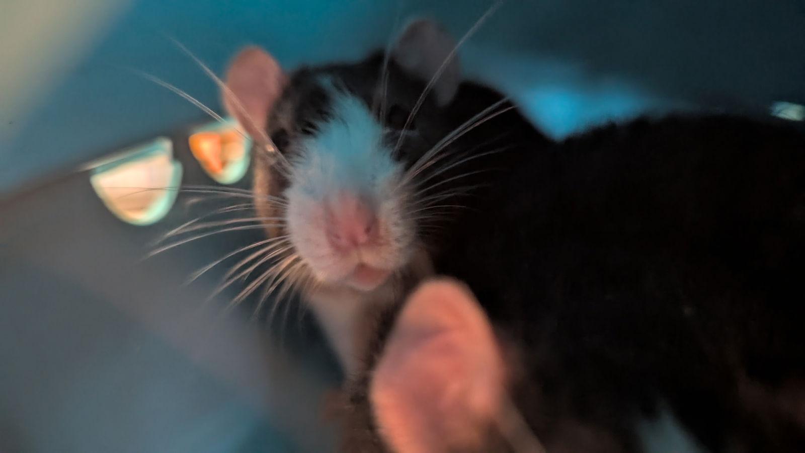 Enlarge Holmes and Watson, a Adoptable Rat in hinckley, IL image 2/3
