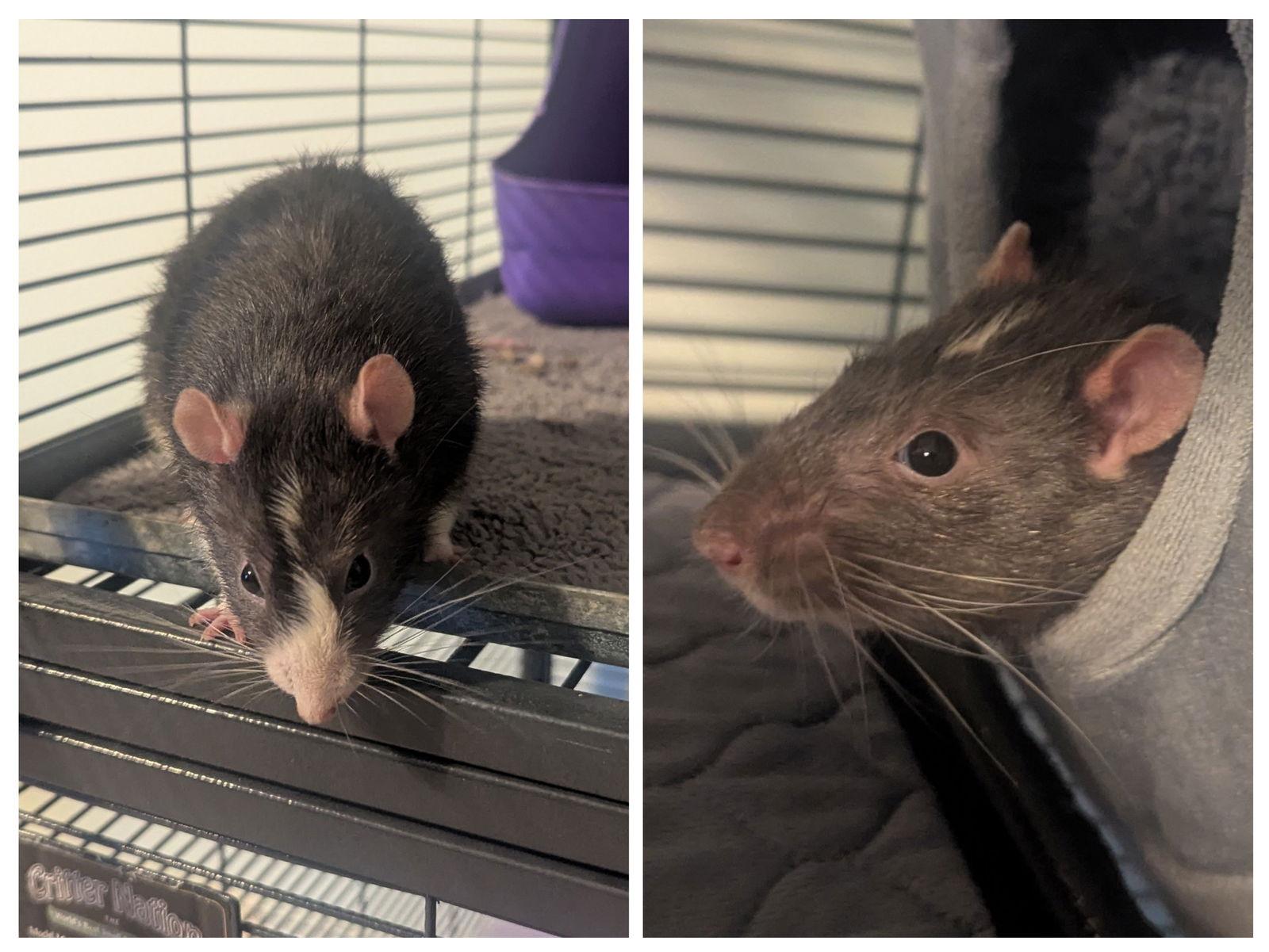 Enlarge Holmes and Watson, a Adoptable Rat in hinckley, IL image 3/3