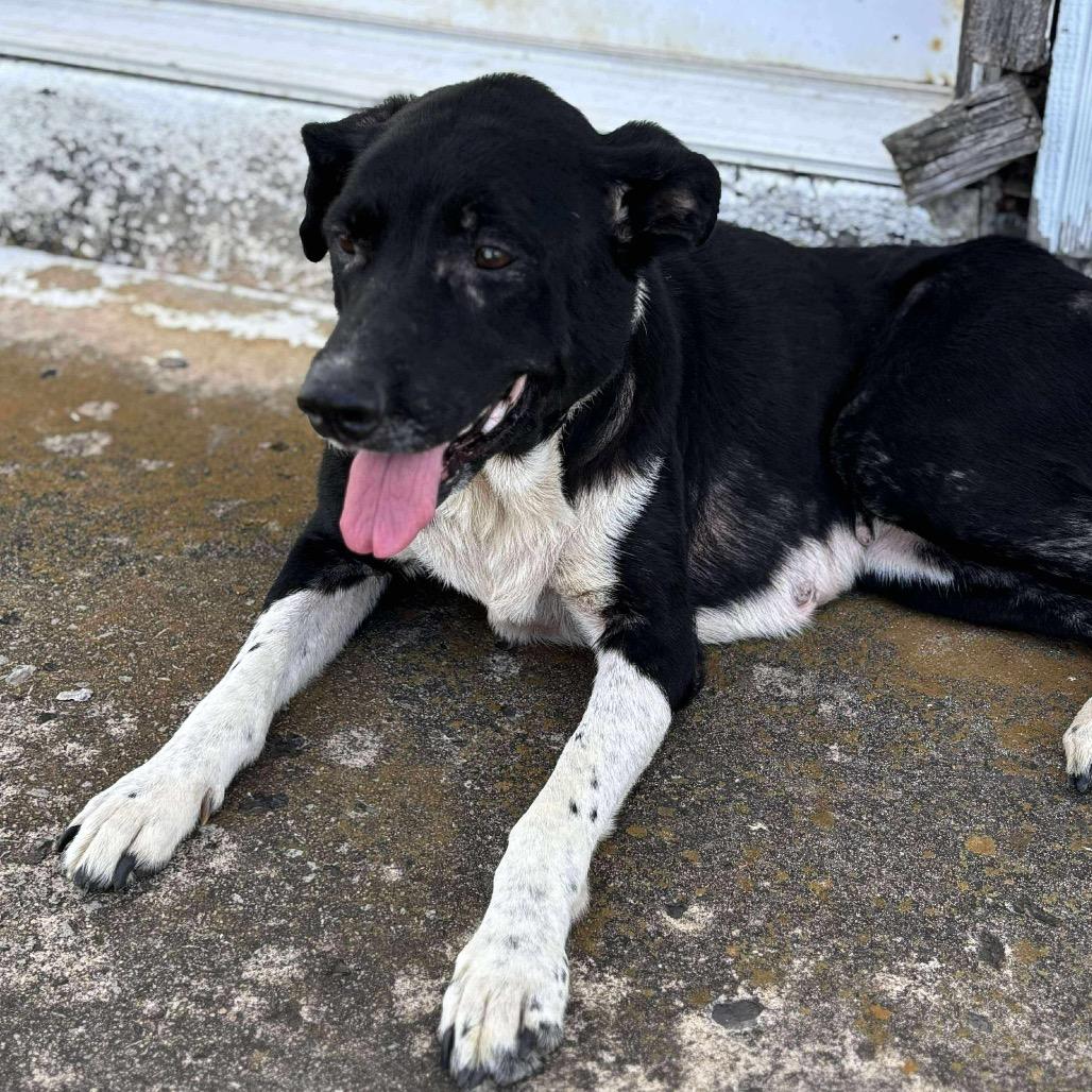 Mamacita, Adoptable, Adult Female Border Collie.