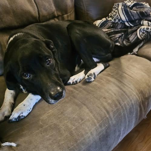 Enlarge Mamacita, a Adoptable Border Collie in Hackett, AR image 2/6