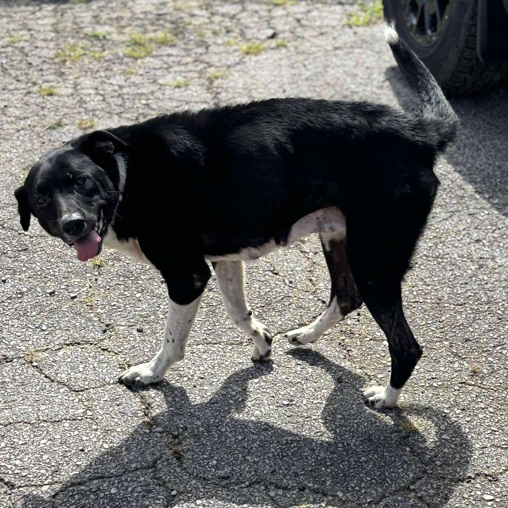 Enlarge Mamacita, a Adoptable Border Collie in Hackett, AR image 2/6