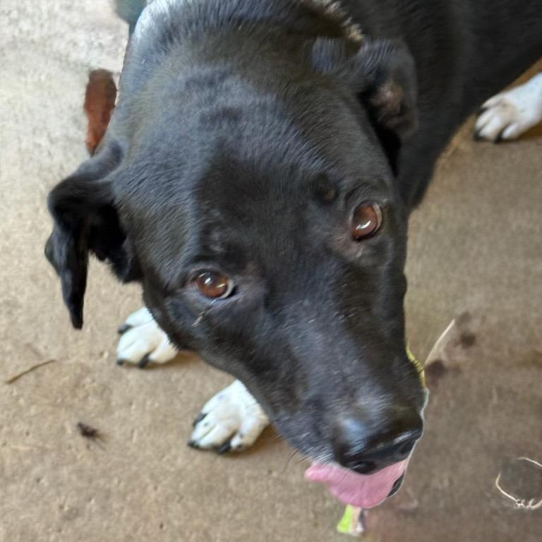 Mamacita, a Adoptable Border Collie in Hackett, AR image 2/6