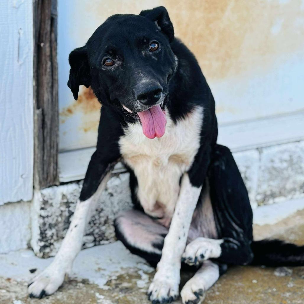 Enlarge Mamacita, a Adoptable Border Collie in Hackett, AR image 3/6