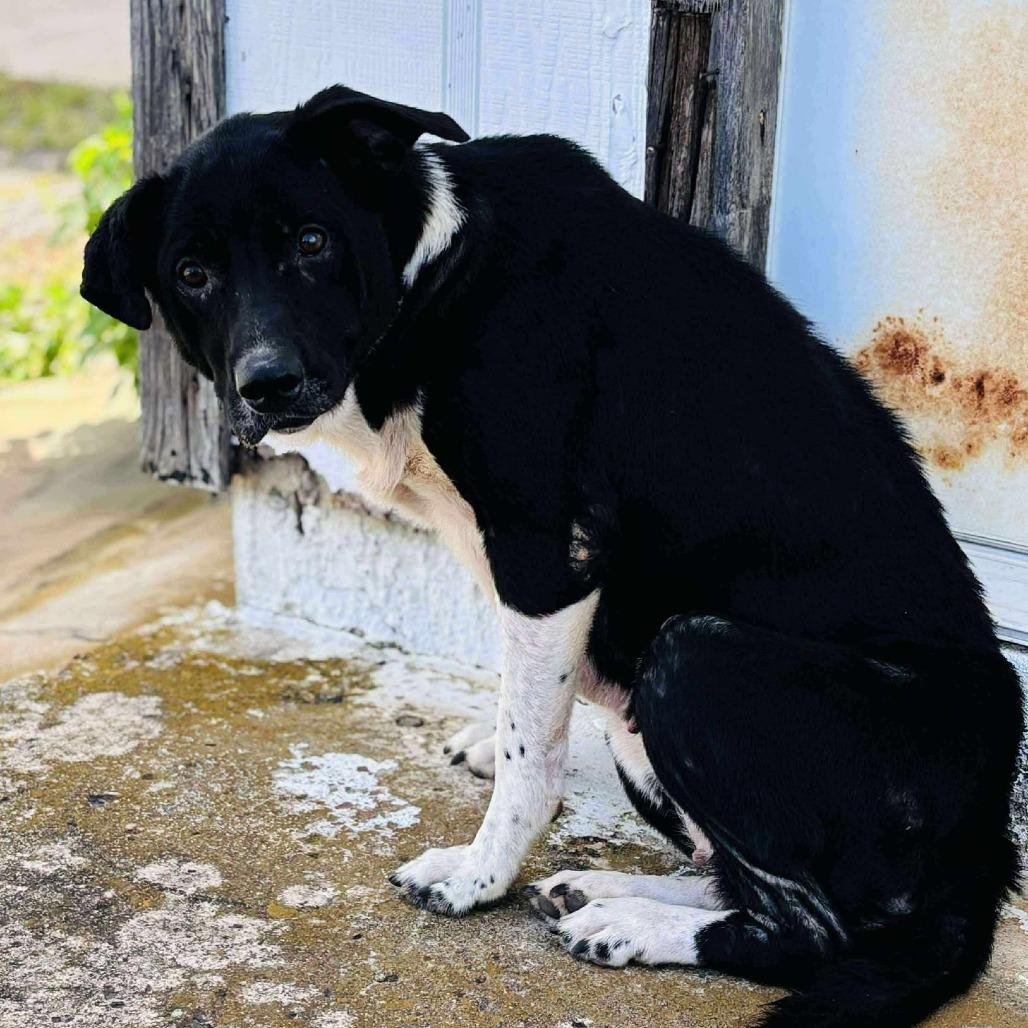 Enlarge Mamacita, a Adoptable Border Collie in Hackett, AR image 4/6