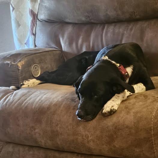 Mamacita, a Adoptable Border Collie in Hackett, AR image 3/6