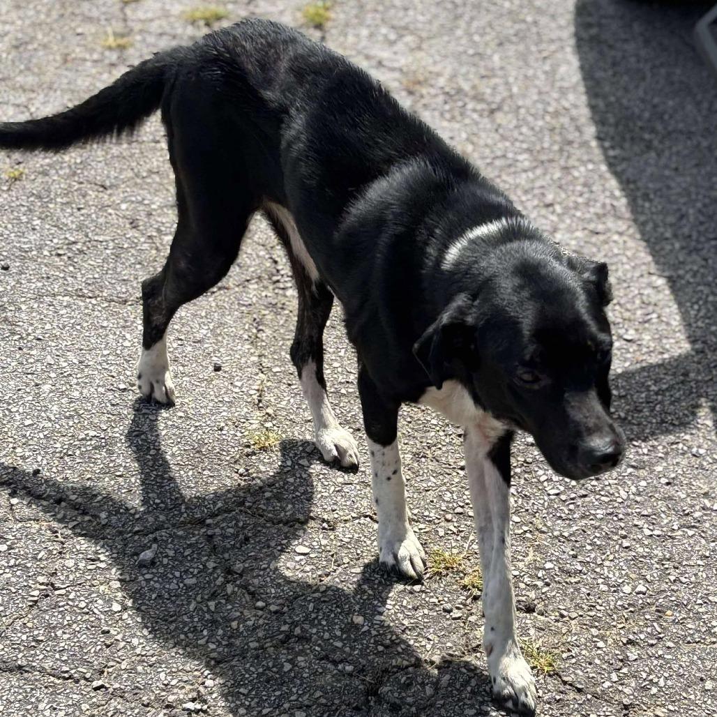 Enlarge Mamacita, a Adoptable Border Collie in Hackett, AR image 5/6
