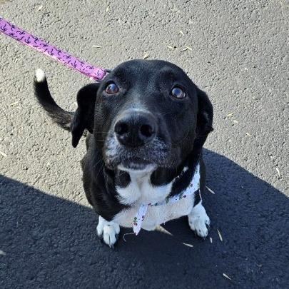 Enlarge Mamacita, a Adoptable Border Collie in Hackett, AR image 6/6