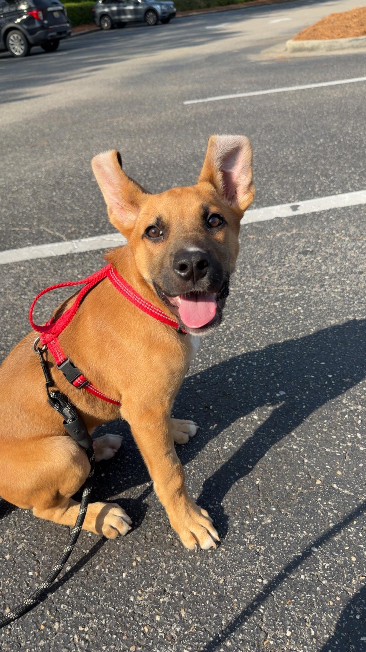 Finn, Adoptable, Puppy Male Mountain Cur & Shepherd.