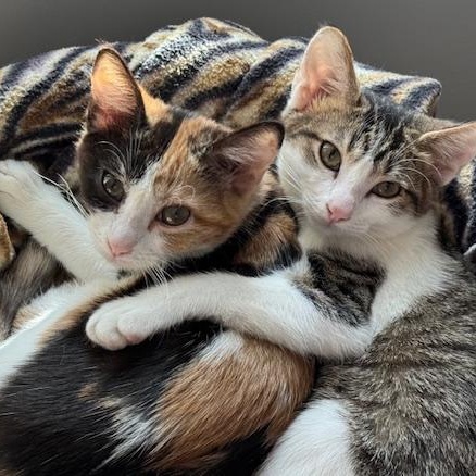 Enlarge Maizy Miller, a Adoptable mixed breed in Denver, CO image 4/5