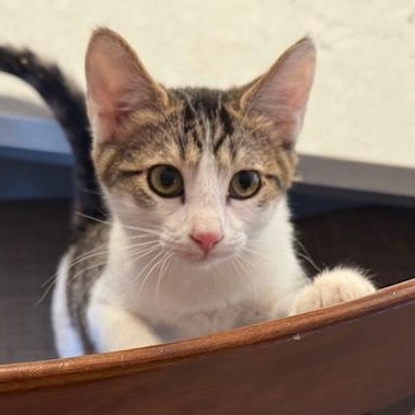 Enlarge Maizy Miller, a Adoptable mixed breed in Denver, CO image 1/5