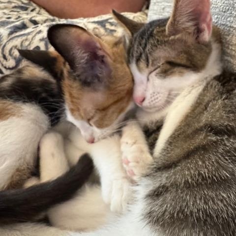 Enlarge Maizy Miller, a Adoptable mixed breed in Denver, CO image 2/5