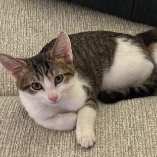 Enlarge Maizy Miller, a Adoptable mixed breed in Denver, CO image 5/5