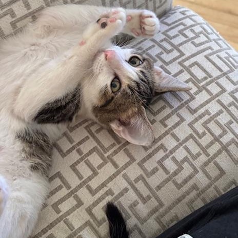 Enlarge Maizy Miller, a Adoptable mixed breed in Denver, CO image 3/5