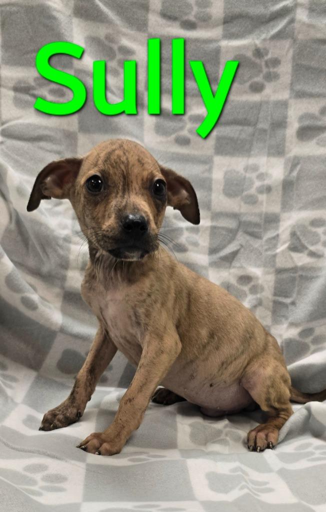 Enlarge Sully, a Adoptable mixed breed in Murphysboro, IL image 1/3