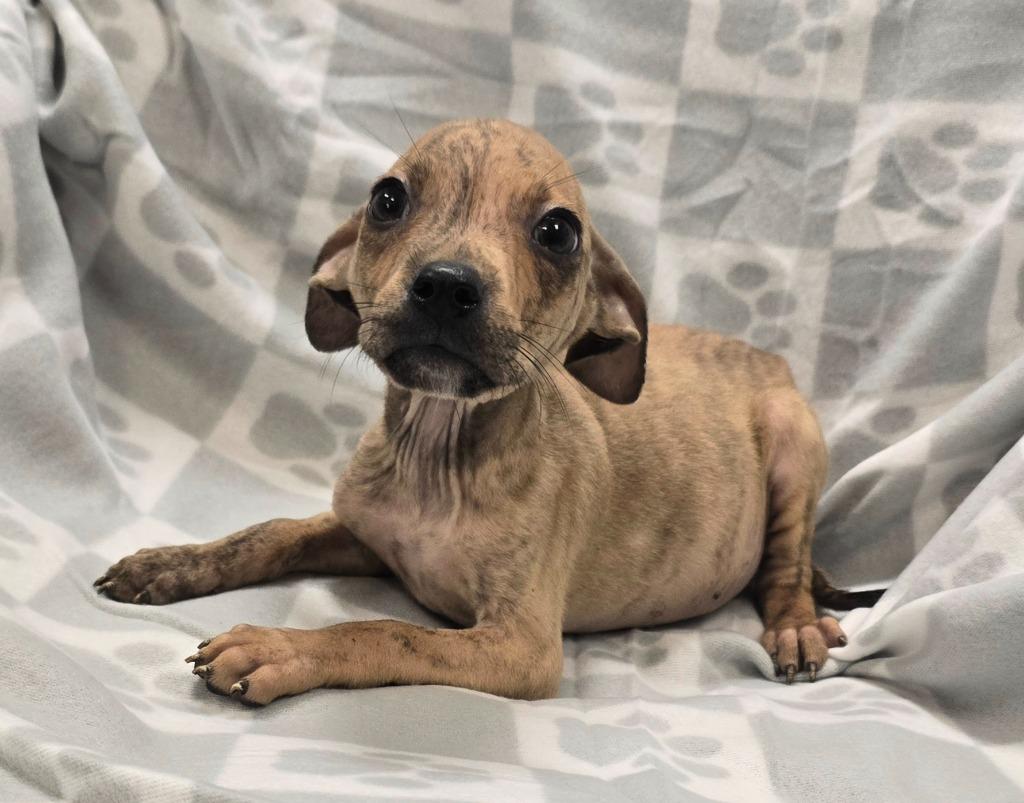 Enlarge Sully, a Adoptable mixed breed in Murphysboro, IL image 2/3