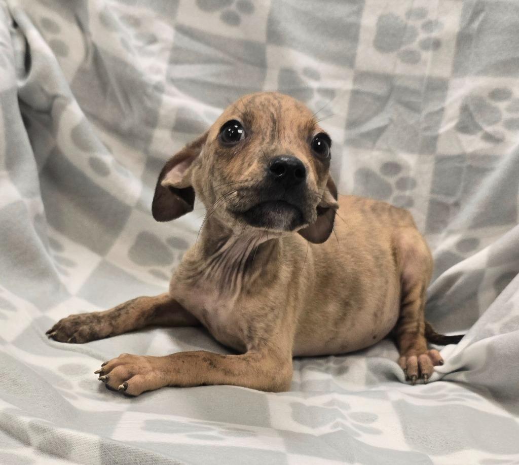 Enlarge Sully, a Adoptable mixed breed in Murphysboro, IL image 3/3