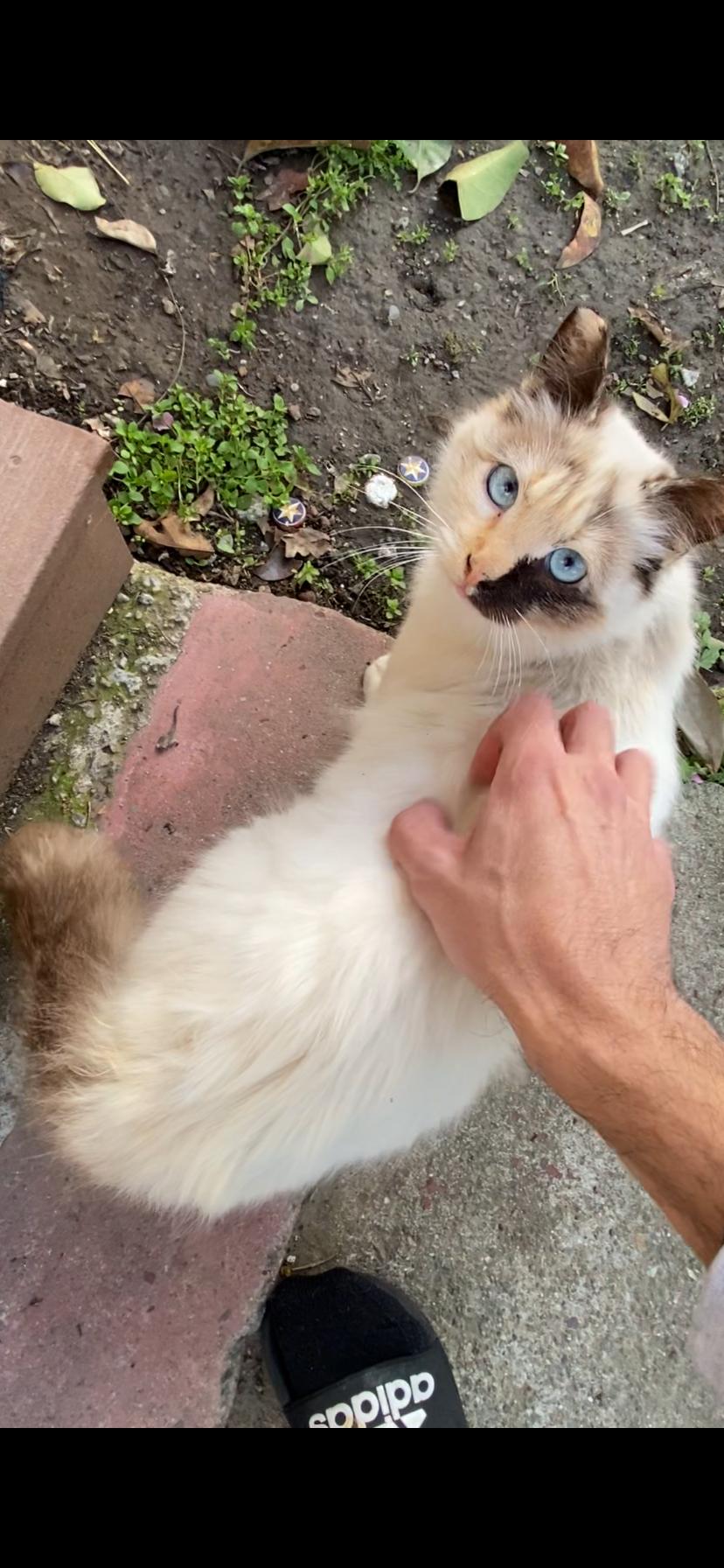 Skye, a Adopted mixed breed in Oakland, CA image 2/2