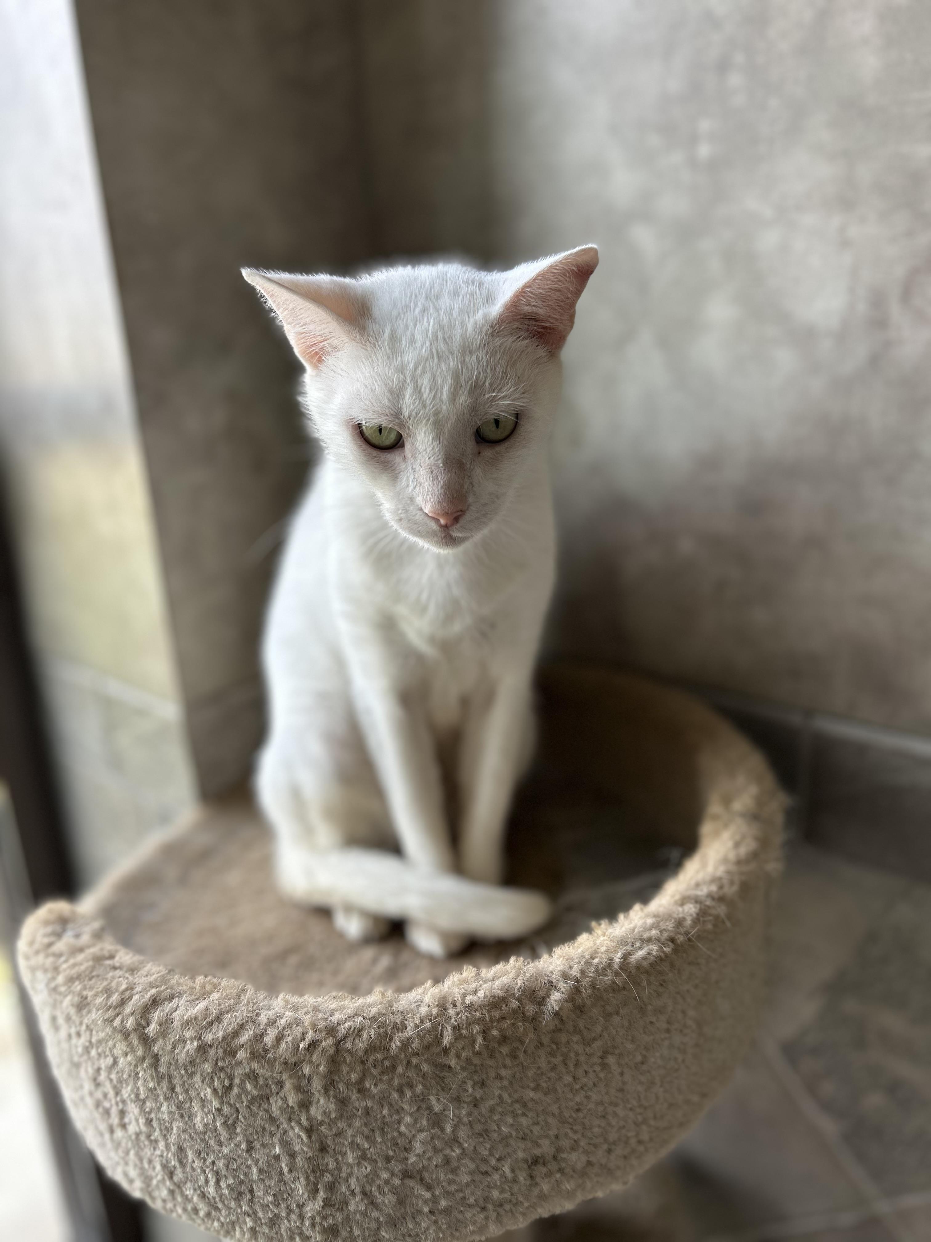 Enlarge Mercy, an adopted American Shorthair in Seguin, TX image 3/6