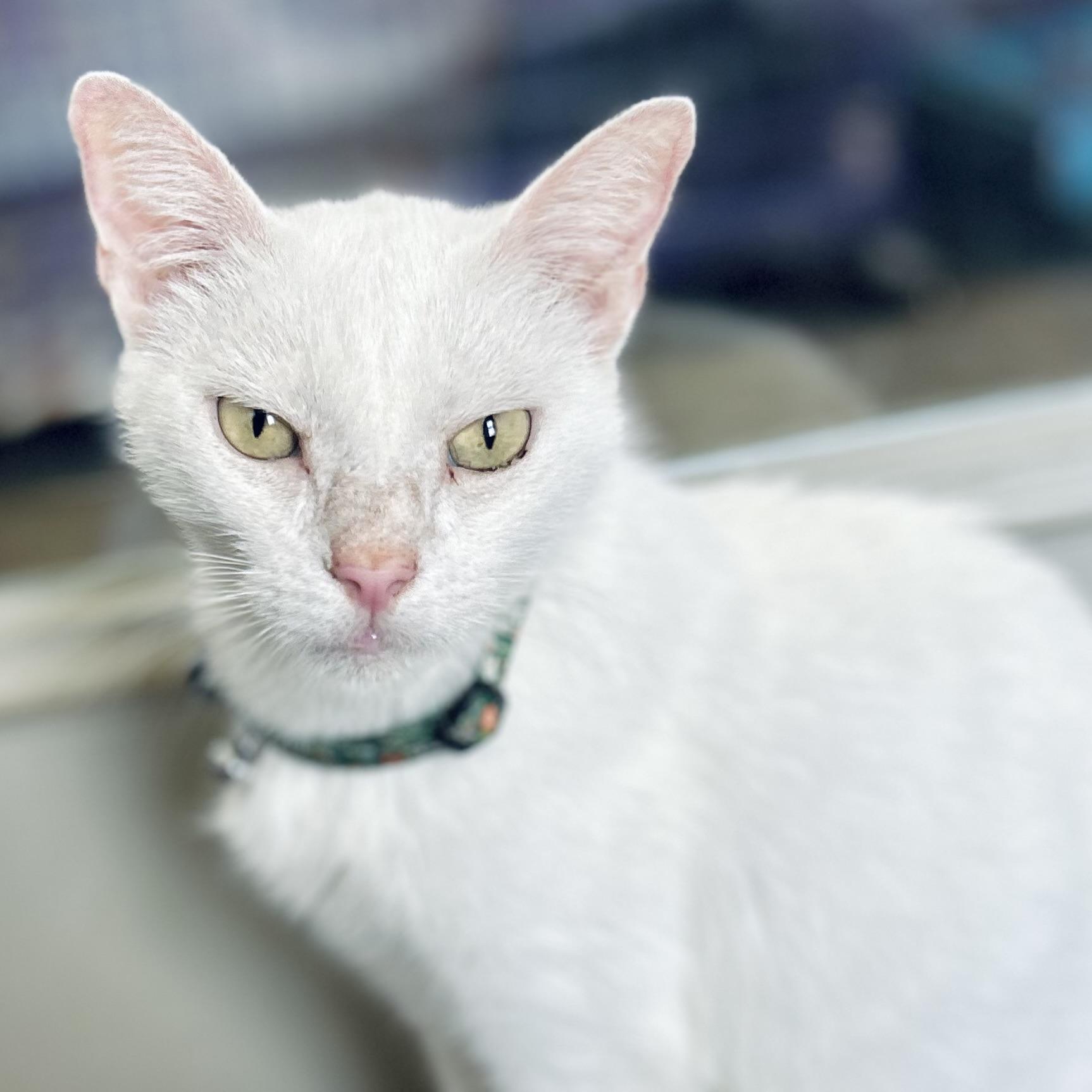 Enlarge Mercy, an adopted American Shorthair in Seguin, TX image 5/6