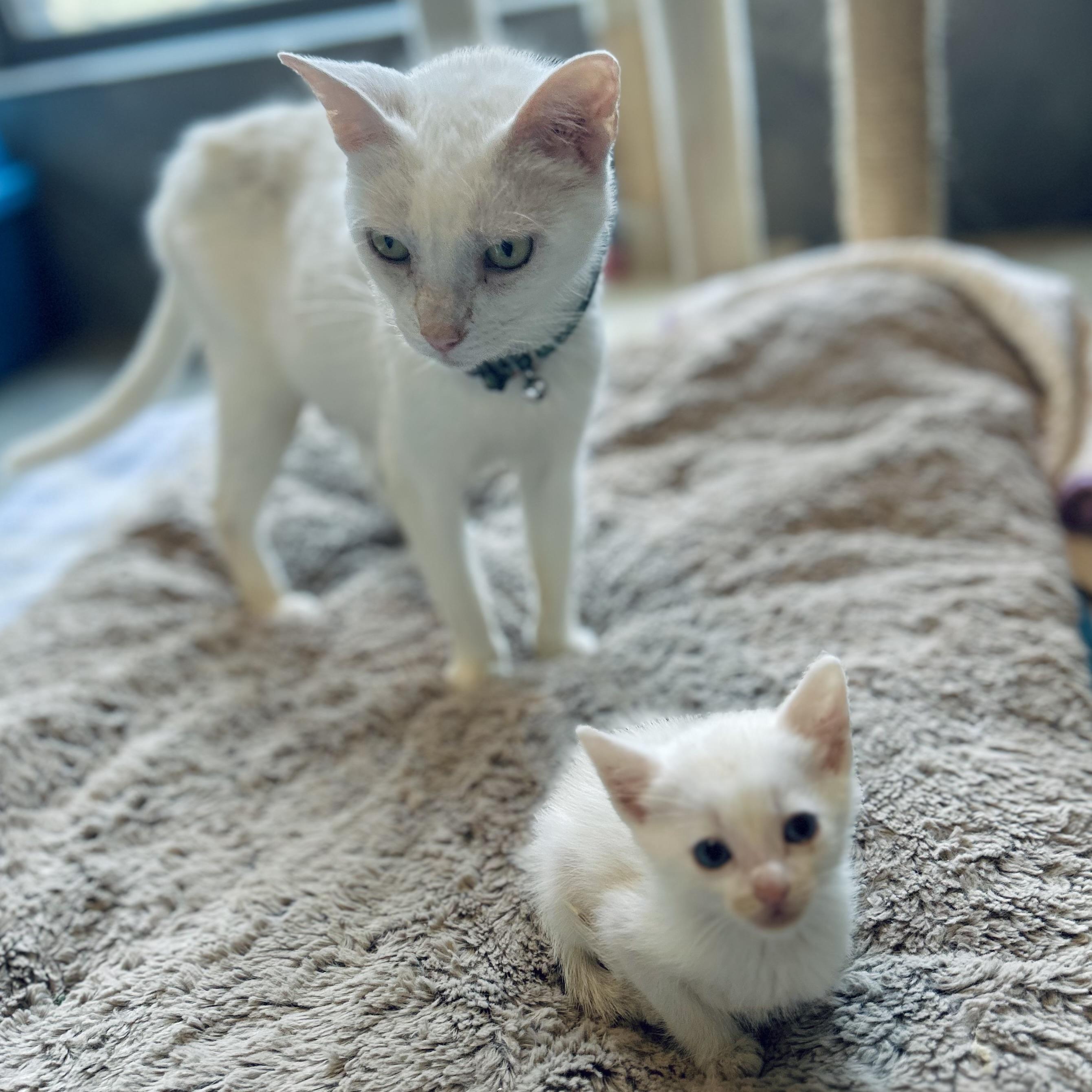 Enlarge Mercy, an adopted American Shorthair in Seguin, TX image 6/6