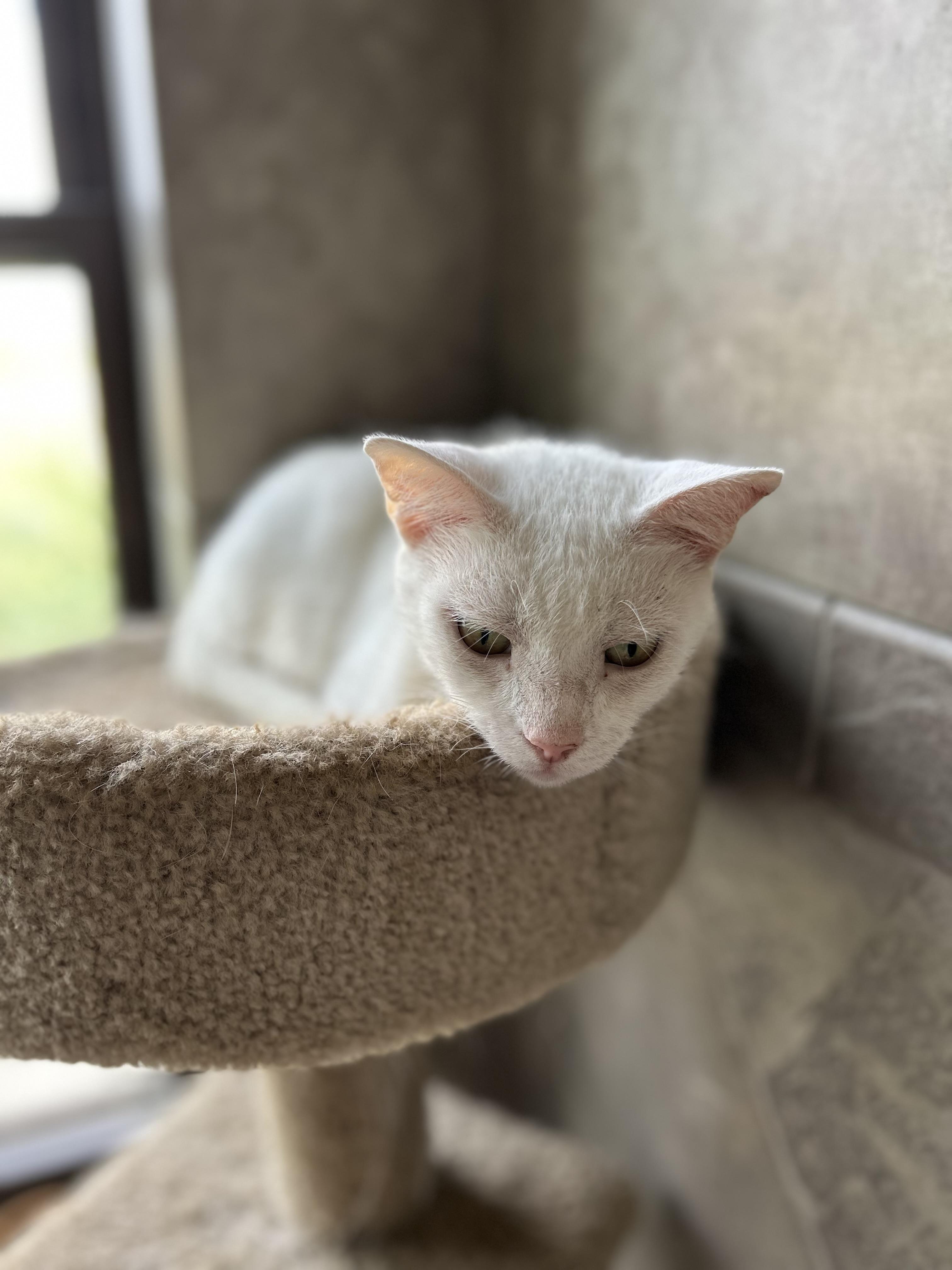 Enlarge Mercy, an adopted American Shorthair in Seguin, TX image 2/6