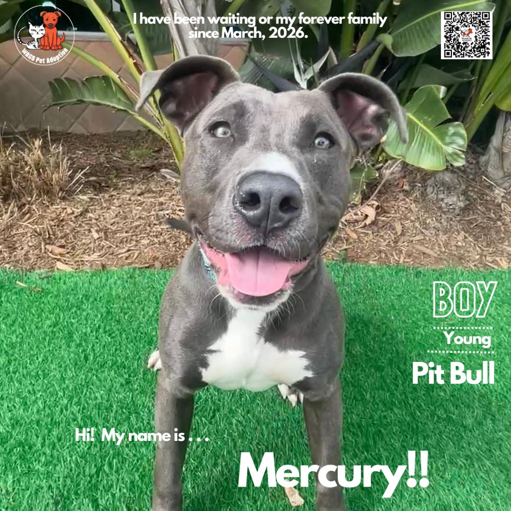 Mercury, Adoptable, Young Male Pit Bull Terrier.