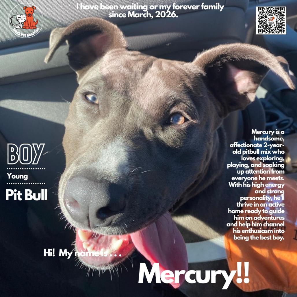Enlarge Mercury, a Adoptable Pit Bull Terrier in Westminster, CA image 2/2