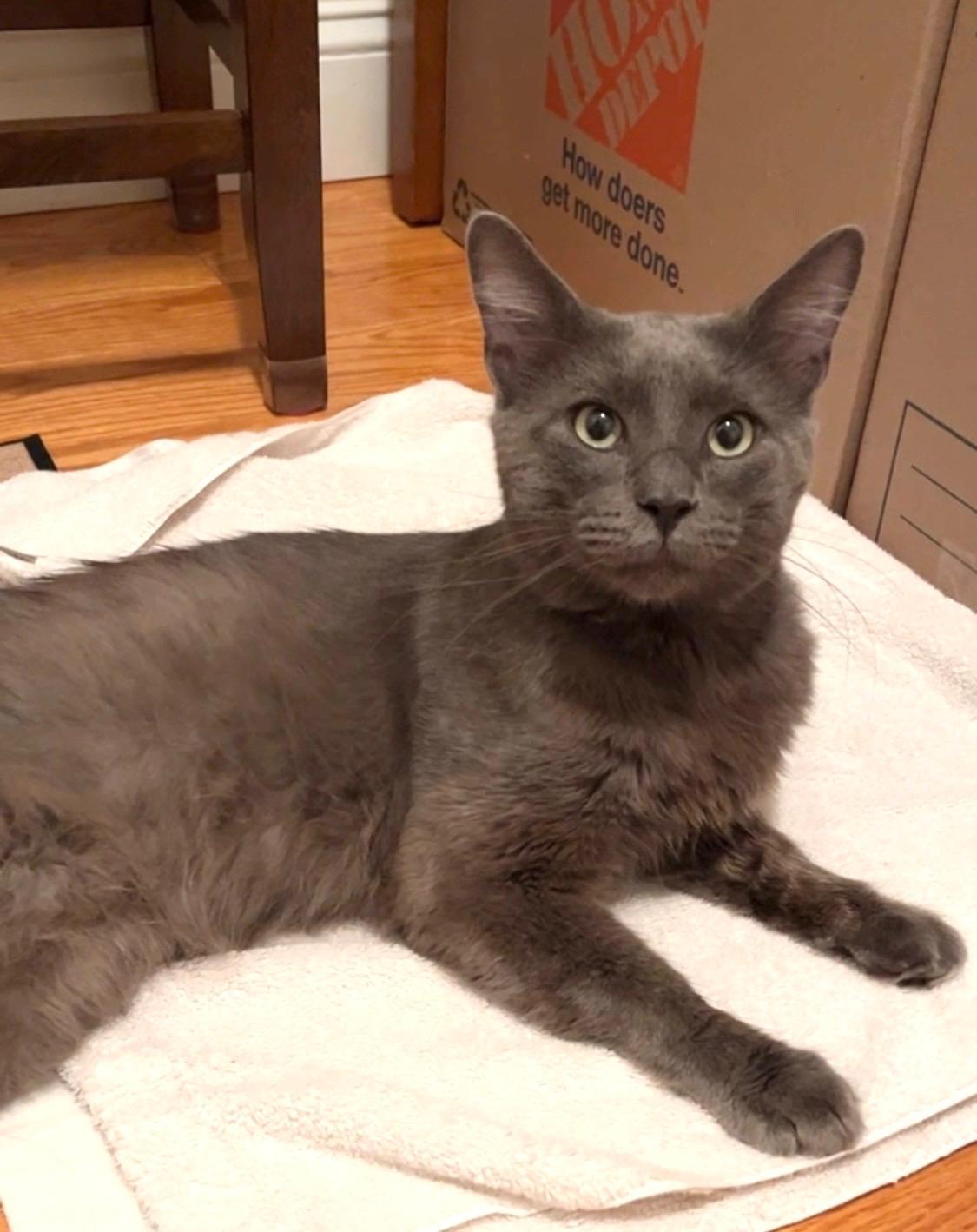 Enlarge Dishwasher, a ADOPTABLE Domestic Short Hair in Cambridge, MA image 2/6