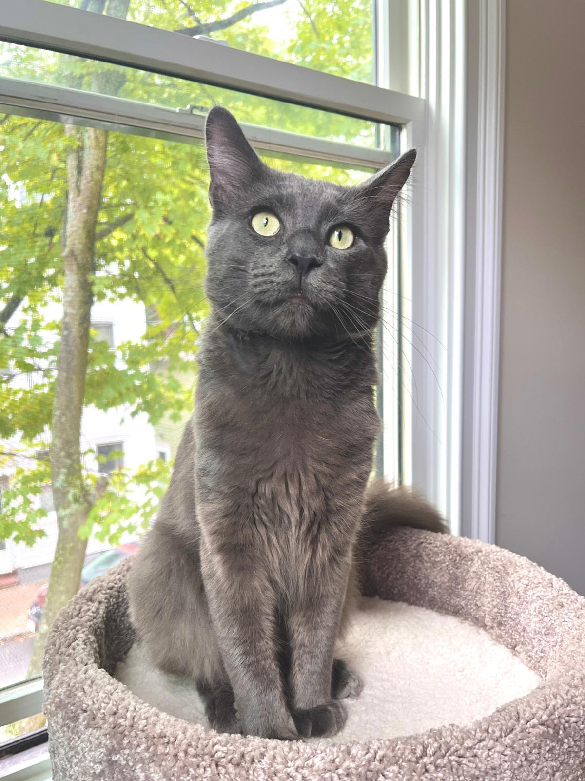 Enlarge Dishwasher, a ADOPTABLE Domestic Short Hair in Cambridge, MA image 3/6