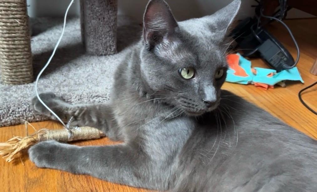 Enlarge Dishwasher, a ADOPTABLE Domestic Short Hair in Cambridge, MA image 5/6