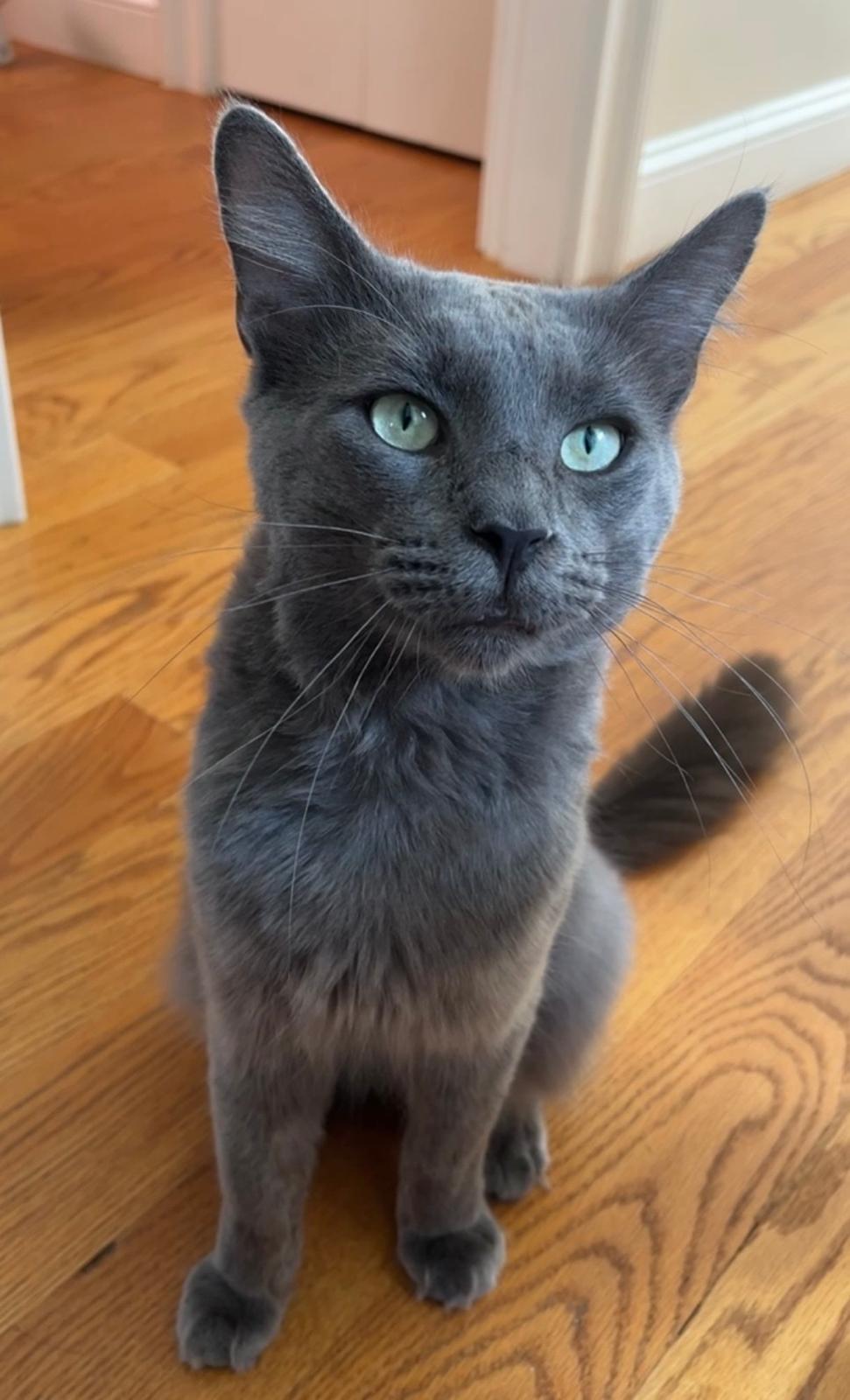 Dishwasher, ADOPTABLE, Young Male Domestic Short Hair.