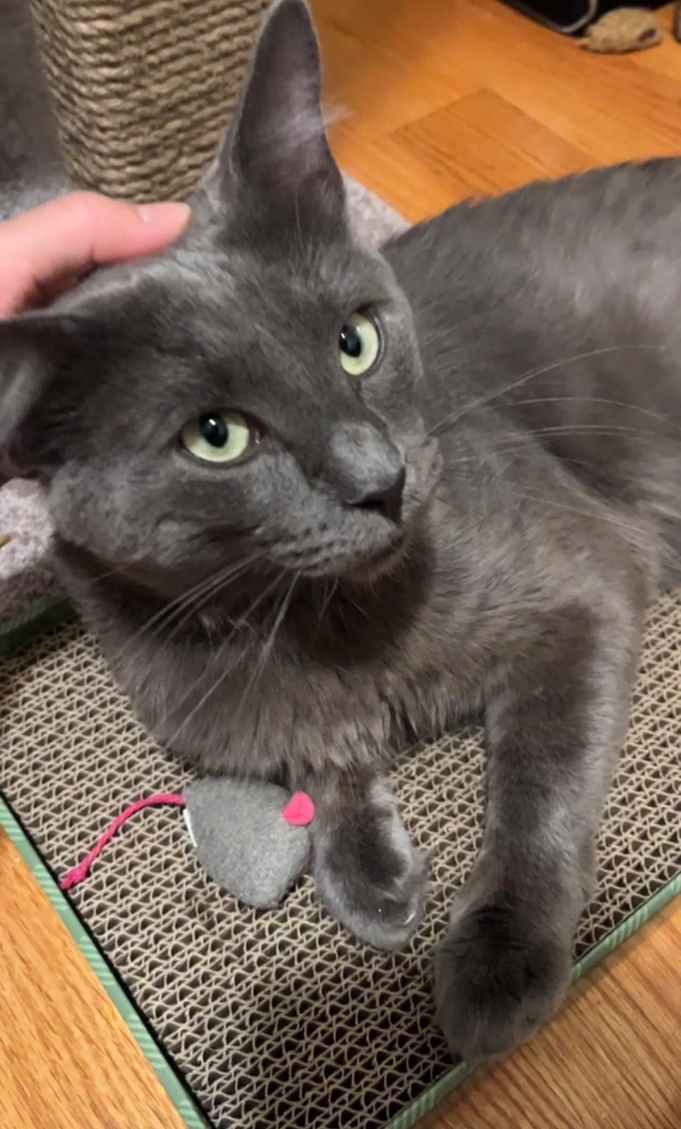 Enlarge Dishwasher, a ADOPTABLE Domestic Short Hair in Cambridge, MA image 6/6