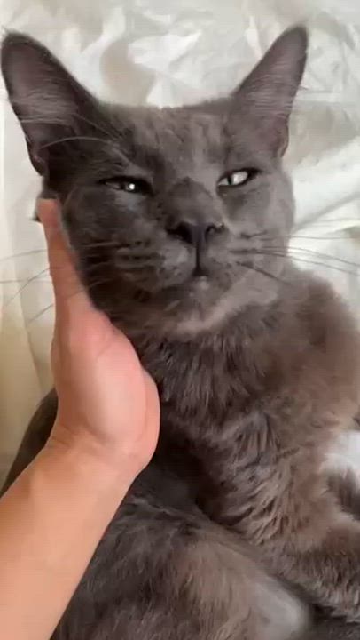 Enlarge Dishwasher, a ADOPTABLE Domestic Short Hair in Cambridge, MA video 4/6