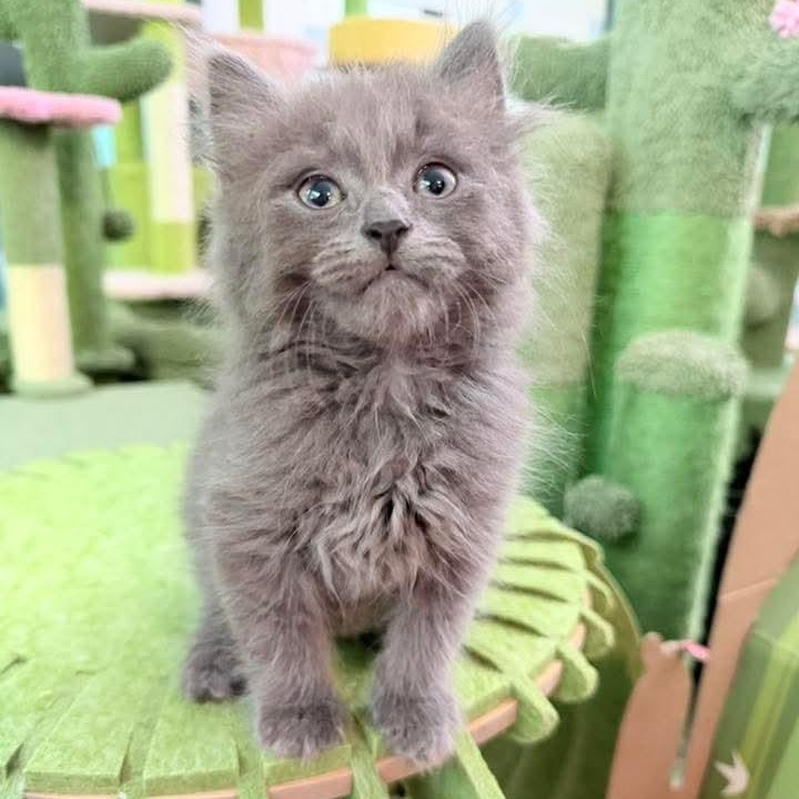 Sweet Pea- male, an adopted Russian Blue in Kentwood, MI image 1/6