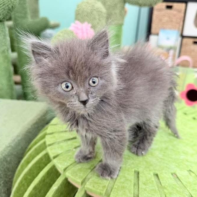 Sweet Pea- male, an adopted Russian Blue in Kentwood, MI image 5/6