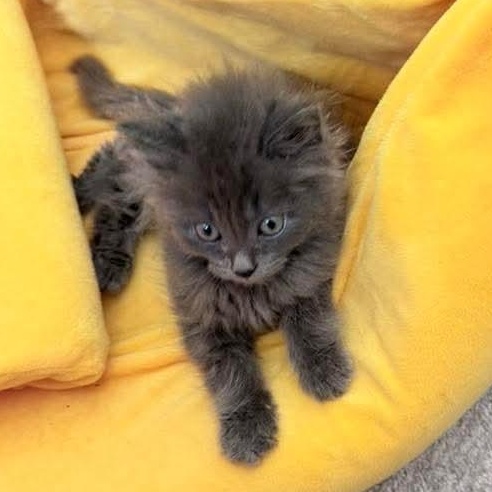 Sweet Pea- male, an adopted Russian Blue in Kentwood, MI image 6/6