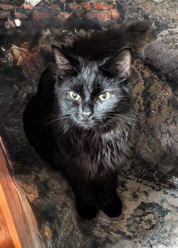 Little Miss, a Adoptable Domestic Long Hair in Troy, MI image 3/5