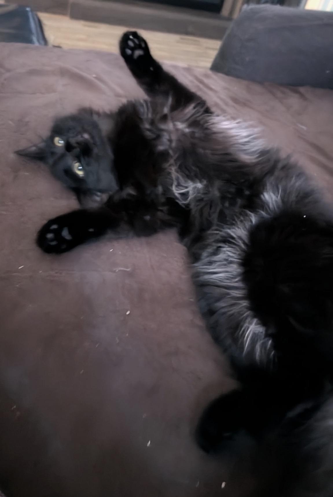 Little Miss, a Adoptable Domestic Long Hair in Troy, MI image 4/5