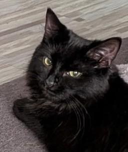 Little Miss, a Adoptable Domestic Long Hair in Troy, MI image 5/5