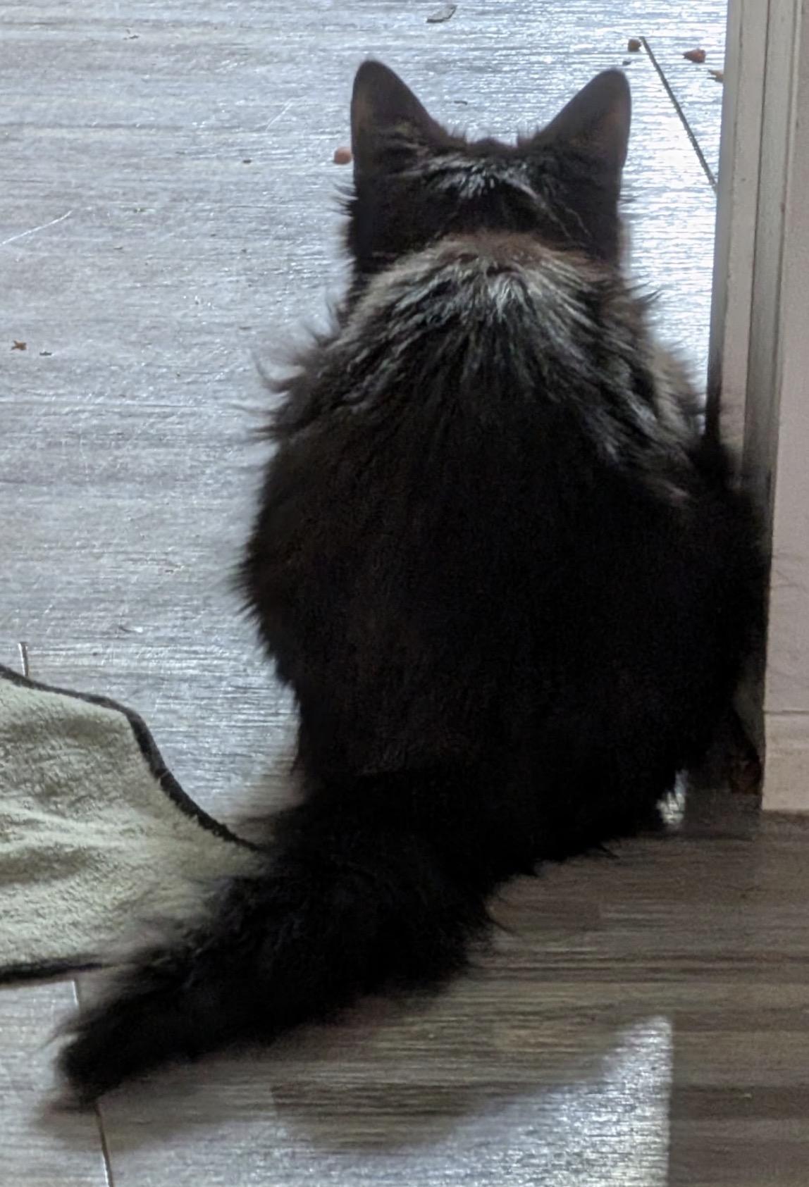 Little Miss, a Adoptable Domestic Long Hair in Troy, MI image 2/5